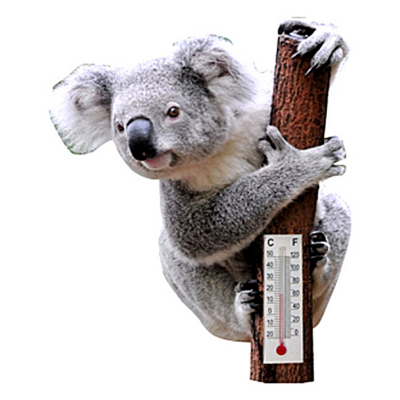 Koala Magnet With Thermometer 
